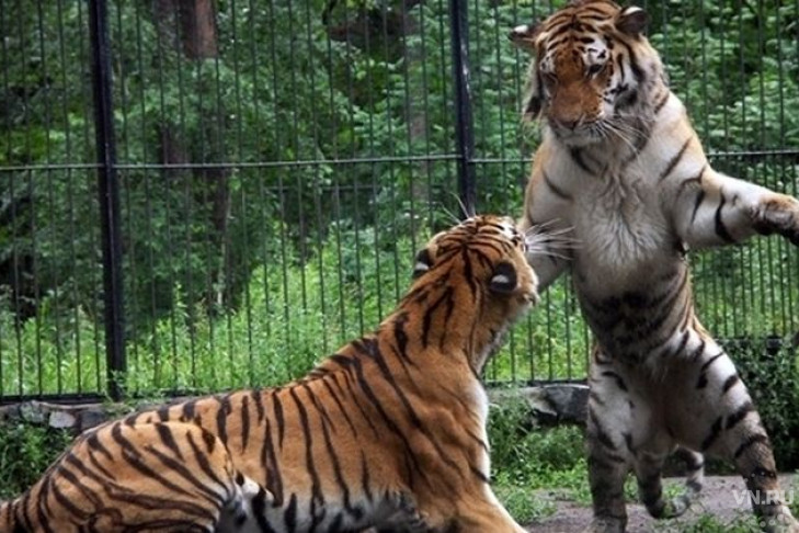 Амурского тигра с травмой лапы отловили в Хабаровском крае