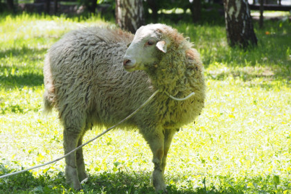 Резать баранов на Курбан-байрам-2025 будут за пределами Новосибирска