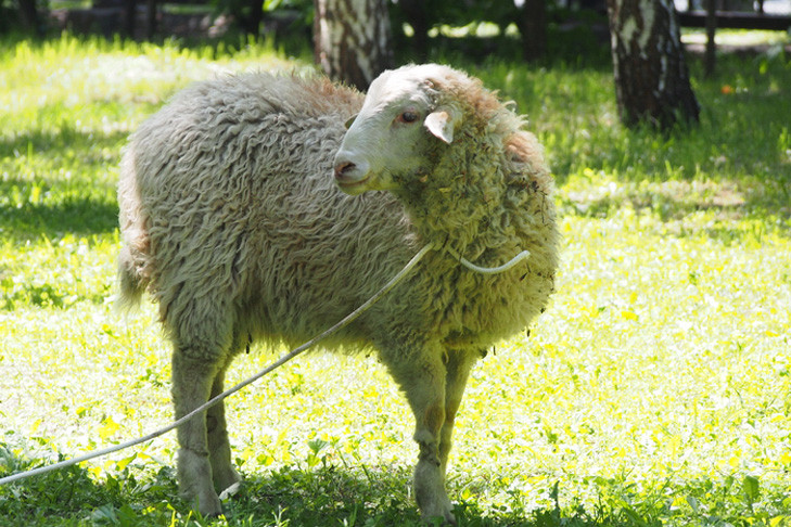 Резать баранов на Курбан-байрам-2025 будут за пределами Новосибирска