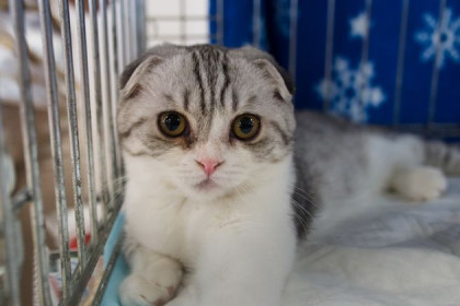 Мимимишные котики Новосибирска: сколько стоят и чего от них ожидать