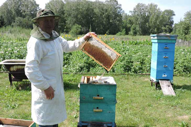 «Мертвыми пчелами все ульи устелены», - пасечники обвиняют птицефабрику в травле
