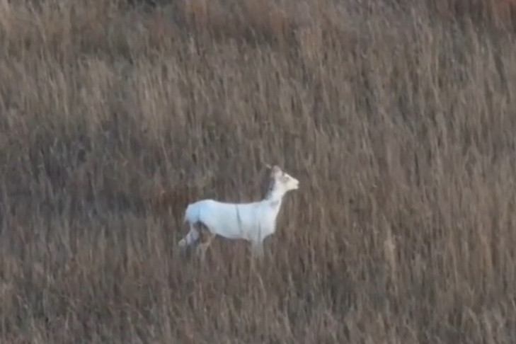Косуля-альбинос попала в объектив дрона в Новосибирской области