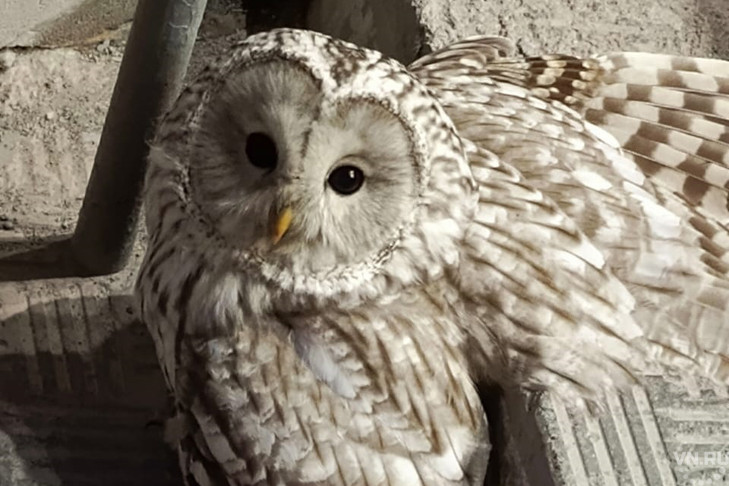 Редкая сова упала под ноги жительнице новосибирского Академгородка