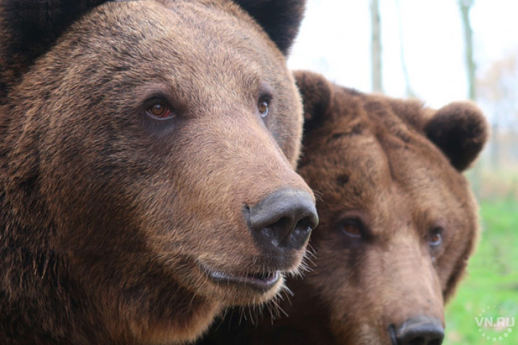 Что делать с медведями и бобрами в Новосибирской области?
