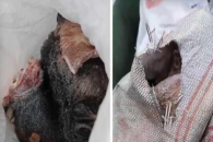 На Хилокской в Новосибирске снова обнаружены опасные биологические отходы