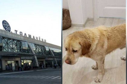 Сибирский Хатико несколько дней ждал хозяев в аэропорту Толмачево