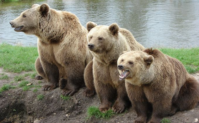 Рекордный отстрел медведей разрешили в Новосибирской области