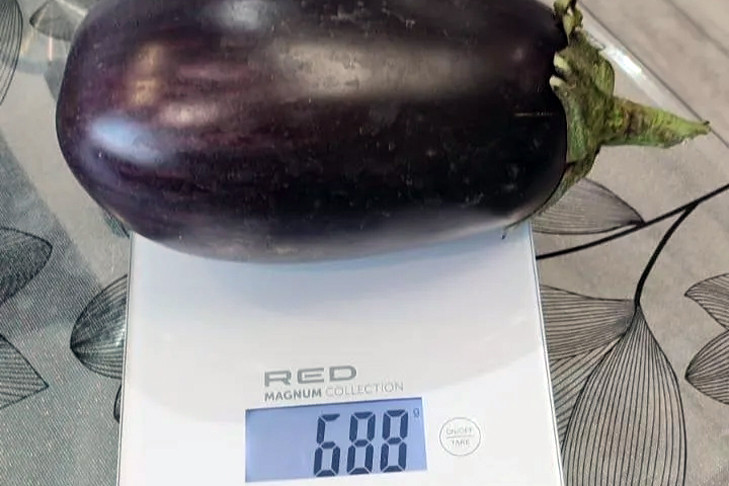 Баклажан-гигант восхитил дачников Новосибирска