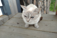 В Новосибирске ветврачи регистрируют рост случаев астмы у кошек