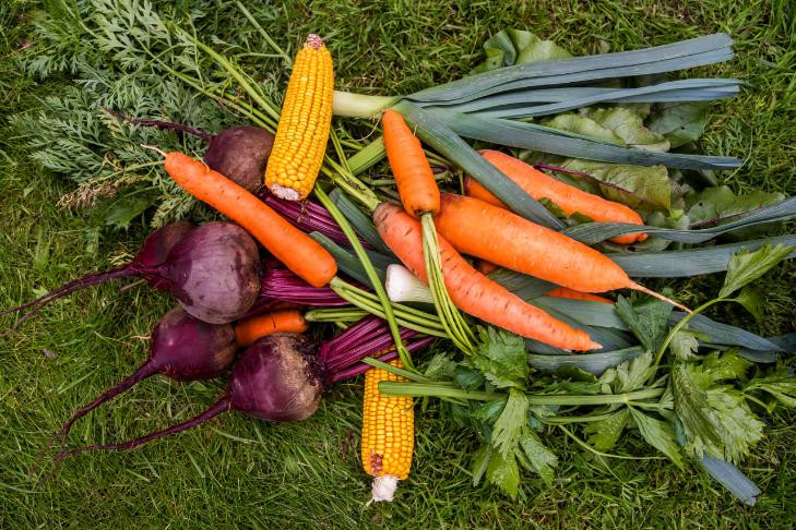 О жутких последствиях встреч с дачными грызунами напомнили жителям Новосибирска