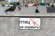 Первые бёрдхантеры появились в Новосибирске — они травят голубей