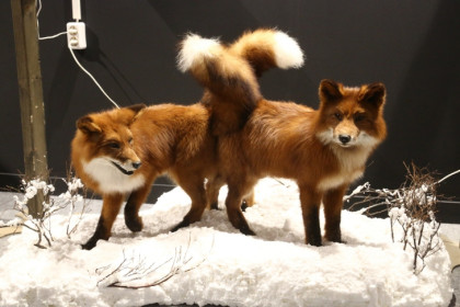 Карантин по бешенству сняли в двух селах Новосибирской области