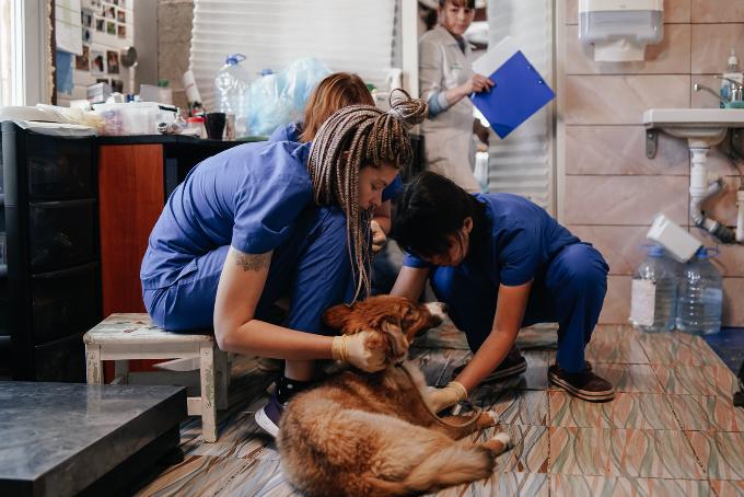 Тренажер для собак-инвалидов появится в Новосибирска  