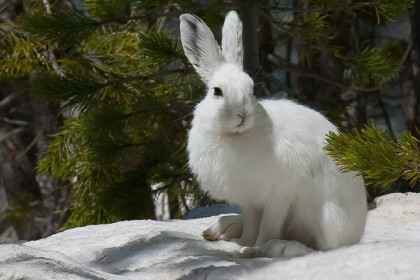 Зайцы встают на задние лапы и атакуют дачные участки под Новосибирском