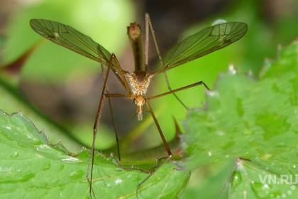 В два раза больше комаров ожидает новосибирцев летом 