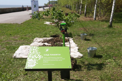 Под Новосибирском высадили более 58 тысяч деревьев в рамках акции «Сад памяти»