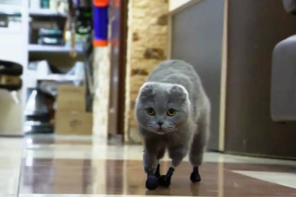 Протезы вместо кошачьих лап: уникальная операция новосибирских ветеринаров