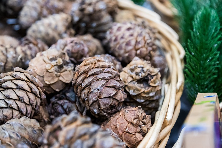 Шишкование официально началось с 25 августа в Новосибирской области