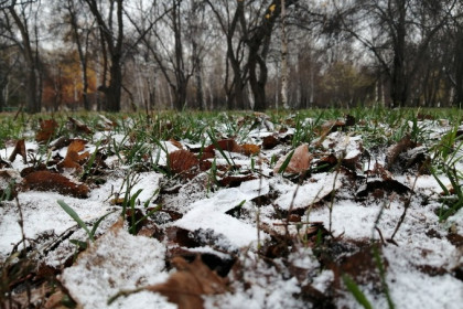 Фотографиями первого снега делятся новосибирцы