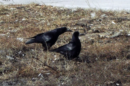 Большие черные птицы атаковали детский сад в Новосибирске 