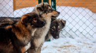 В Новосибирске открылся временный приют для бездомных собак