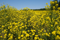 Новосибирские аграрии планируют нарастить производство и переработку рапса