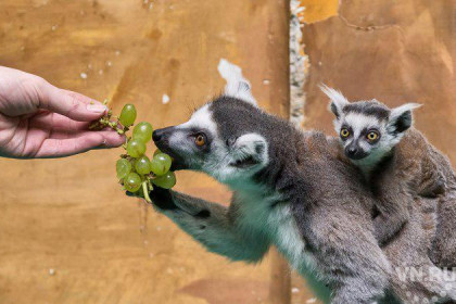 Капибары и лемуры стали мамами в Новосибирском зоопарке 