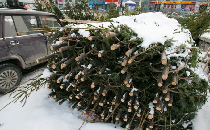 «В лесу родилась елочка»: как 300 пихт оказались на улице в новогоднюю ночь