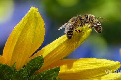 Отличать лекарственные растения от ядовитых учит пчеловод из Воздвиженского