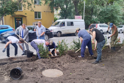 Сирень с кизильником подвинут нарушителя с газона