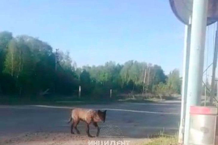 ЭлМарт, магазин бытовой техники, ул. Ленина, 12, рабочий посёлок Сузун — Яндекс Карты