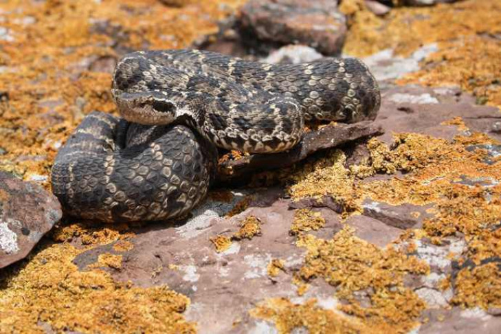 Родственники гремучих змей расползлись по Новосибирской области 