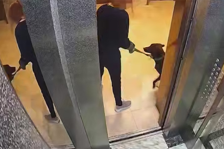 Садистка попала на камеры: девушка избила собаку в Новосибирске