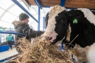 В Новосибирской области ввели режим чрезвычайной ситуации из-за массового заболевания животных