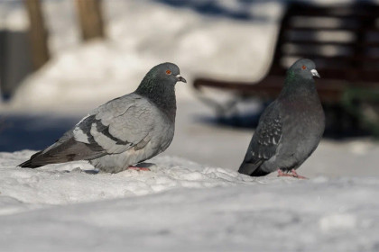 Прогноз погоды на 21-23 февраля в Новосибирске сделали синоптики