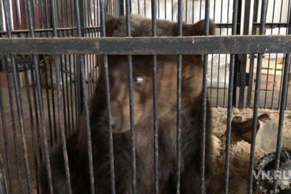 Цирковых медведей обрекли на голодную смерть в Новосибирске