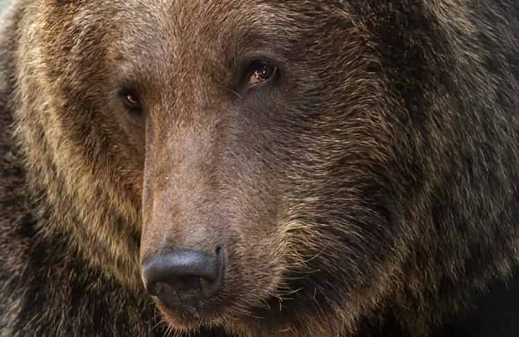 Министр Евгений Шестернин опроверг появление медведя-хулигана в Северном