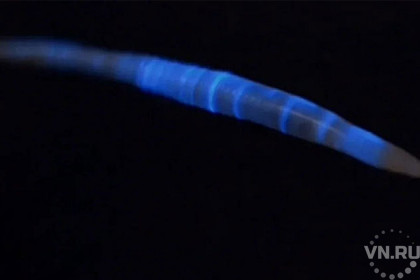  Четыре вида светящихся червей живут под ногами у сибиряков