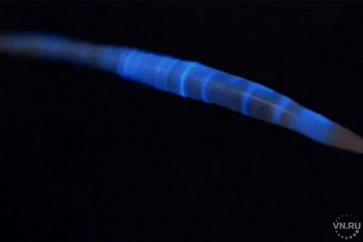  Четыре вида светящихся червей живут под ногами у сибиряков