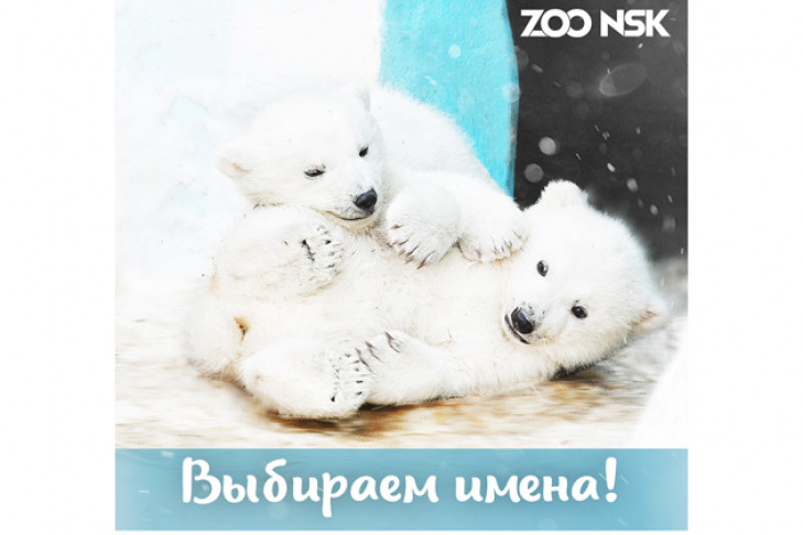 СМС-ками соберут деньги для медведей в Новосибирском зоопарке