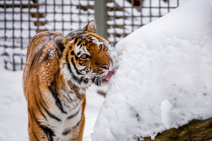 Увидел тигра — не дури: специалист дал советы, что делать при встрече с хищником