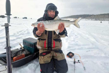Огромную нельму поймал и отпустил рыбак из Новосибирска
