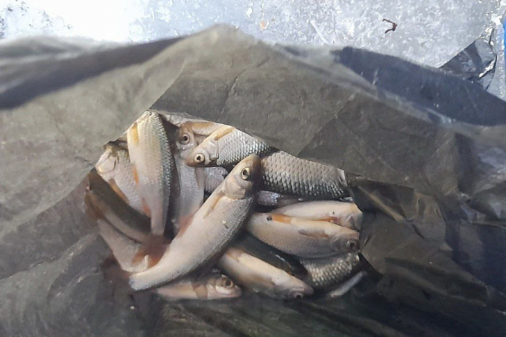 Проверку после нападения браконьеров на рыбака начали под Новосибирском