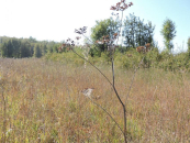 В Новосибирской области изъяли три заросших сорняками земельных участка