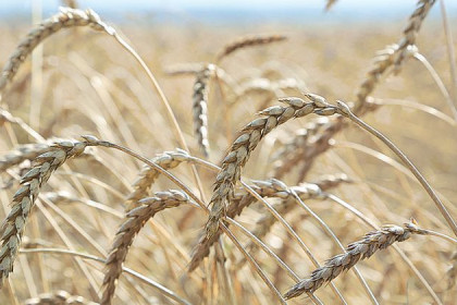 Комплекс мер принят для реализации урожая зерна-2017