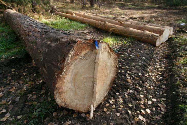 Мэр Кудрявцев возмутился варварским сносом елей в Новосибирске