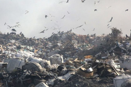 Экология, комфортная среда, вывоз мусора – как реализуют нацпроекты в НСО