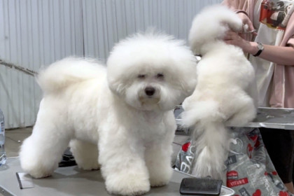 Редкие породы собак привезли в Новосибирск: кто победил на Кубке Сибири-2025