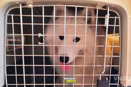 Семь часов просидела в клетке без воды забытая в Толмачево собака 