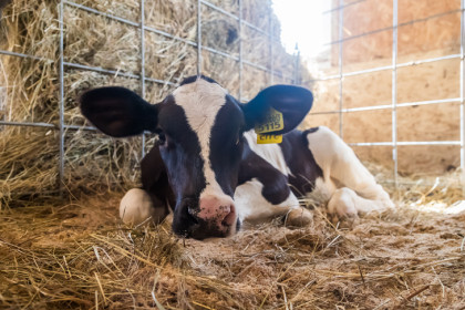ЧС по пастереллезу стабилизировали в Новосибирской области